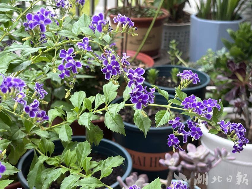 皇冠同级别